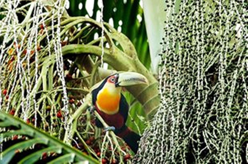 Pousada Montemar Ilhabela Eksteriør bilde